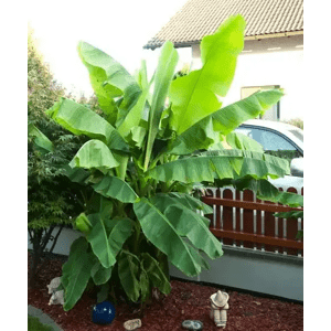 Mrazuvzdorný banánovník Zahradnictví: rastlinky.sk