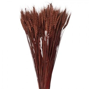 Sušené květy pšeničná tráva hnědá 80 cm (200 g) – 80 cm